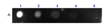Mouse IgG2b isotype control Allophycocyanin Antibody