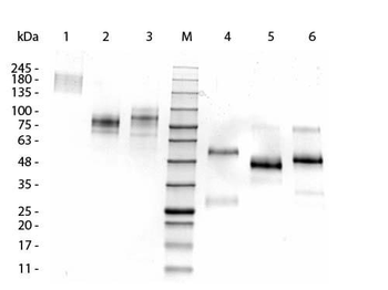 Llama IgG2 isotype control Antibody