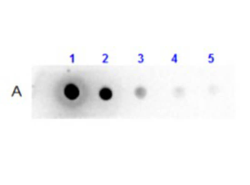 Llama IgG2 isotype control Biotin Antibody