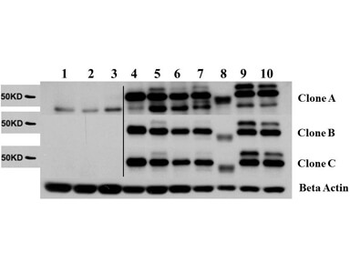 AKT2 Control peptide
