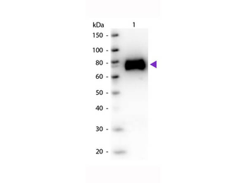 gox Antibody