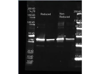 soxA Antibody