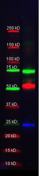 Alpha-1-Trypsin Antibody