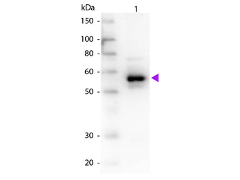 Alpha-1-Trypsin Antibody