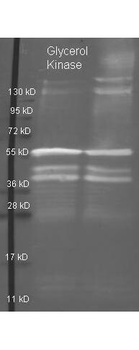 Glycerol Kinase Antibody