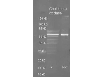 Cholesterol Oxidase Antibody