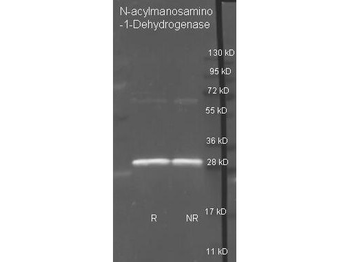 NAM-DH Antibody