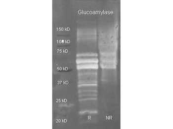 amyA Antibody