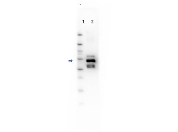 amyA Antibody