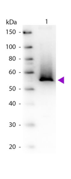 Glutamine Synthetase Antibody