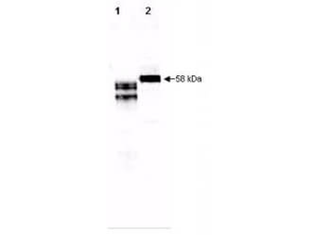 Fetuin Antibody