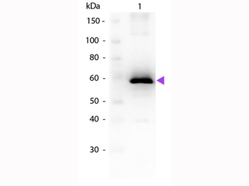 Luciferase Antibody