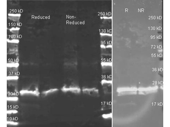 GST Antibody