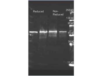 CHOX_ALCSP Antibody (HRP)