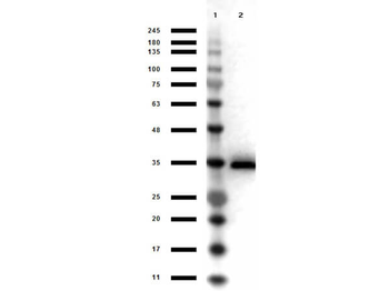 Glycerol-3-Phosphate Dehydrogenase Antibody Peroxidase Conjugated