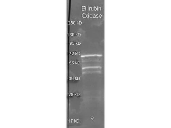 BLRO_MYRVE Antibody (HRP)