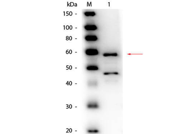 BLRO_MYRVE Antibody (HRP)