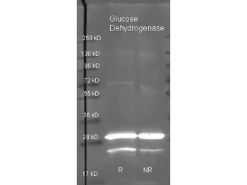 gdhB Antibody (HRP)