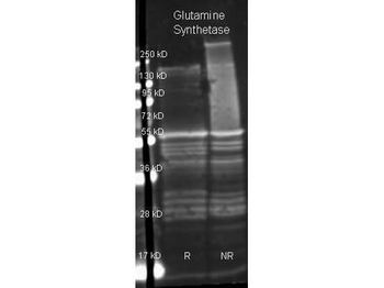 Glutamine Synthetase Antibody Peroxidase Conjugated