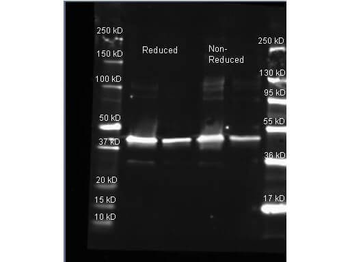 soxA Antibody (Biotin)