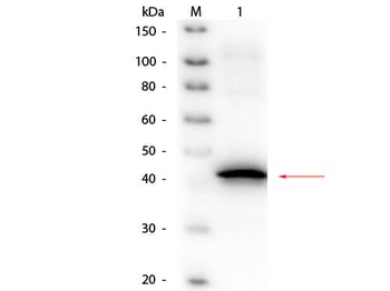 soxA Antibody (Biotin)