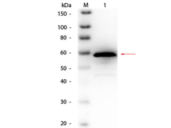 Choline Oxidase Antibody Biotin Conjugated
