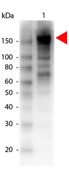 A2M Antibody (Biotin)