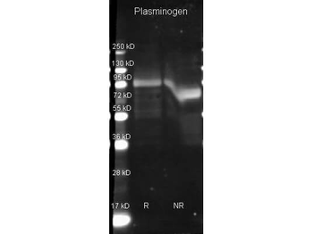 Plasminogen Antibody Biotin Conjugated