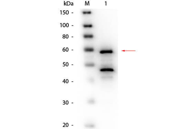 BLRO_MYRVE Antibody (Biotin)
