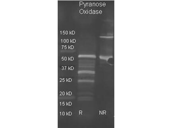Pyranose Oxidase Antibody Biotin Conjugated