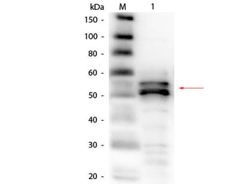 Fibrinogen Antibody Biotin Conjugated