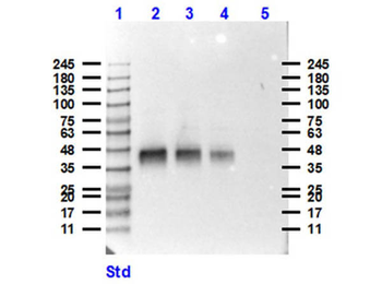 Pepsin Antibody