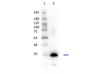 CA1 Antibody (HRP)