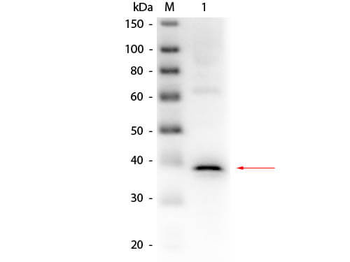 Lactate Dehydrogenase Antibody Peroxidase Conjugated