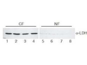 Lactate Dehydrogenase Antibody Peroxidase Conjugated