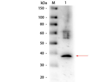 Lactate Dehydrogenase Antibody Biotin Conjugated