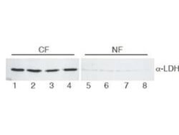 Lactate Dehydrogenase Antibody Biotin Conjugated