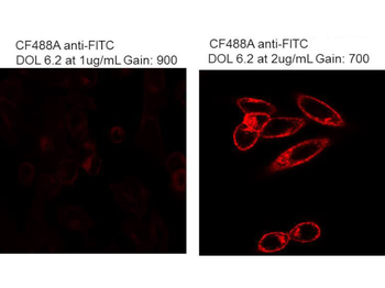 Fluorescein (FITC) Monoclonal Antibody