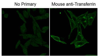 Fluorescein (FITC) Monoclonal Antibody