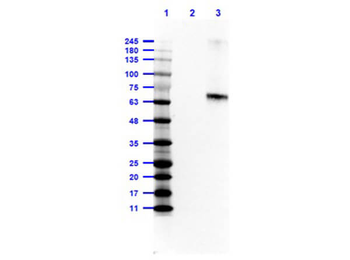 Fluorescein (FITC) Monoclonal Antibody