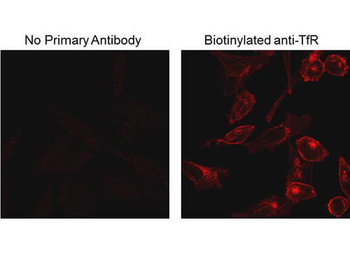 Biotin Monoclonal Antibody