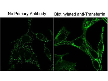 Biotin Monoclonal Antibody