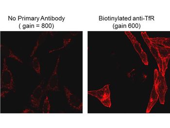 Biotin Monoclonal Antibody