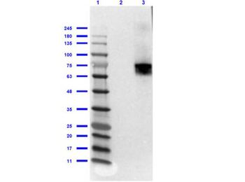 Biotin Monoclonal Antibody