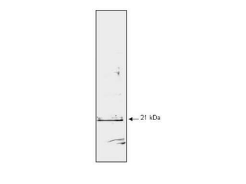 CDKN1A Antibody