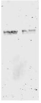 GST Antibody