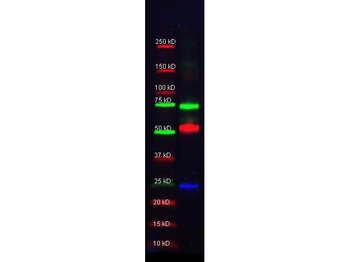 GST Antibody