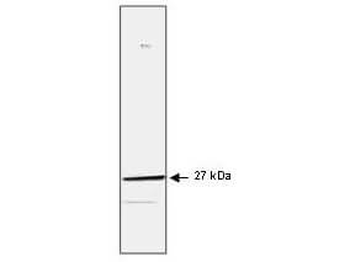 HSPB1 Antibody
