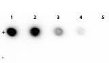 Rhodamine Antibody