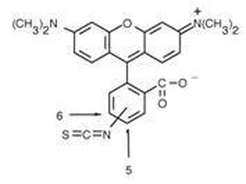 Rhodamine Antibody